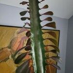 Euphorbia trigona Yaprak