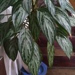 Aglaonema commutatumLeaf