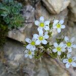 Saxifraga paniculata Flower