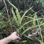 Lindsaea stricta Habitus