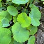 Nelumbo nucifera 葉