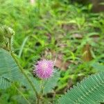 Mimosa pudica Λουλούδι