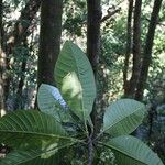Alstonia costata Hoja