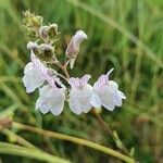 Linaria repensFleur