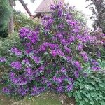 Rhododendron ponticum Alkat (teljes növény)