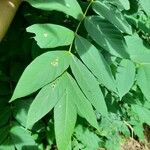 Markhamia tomentosa Blatt