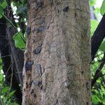 Commiphora mollis Casca