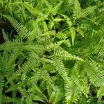 Gleichenella pectinata Hoja