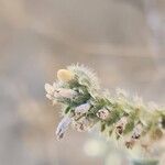 Moltkiopsis ciliata Çiçek