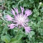 Psephellus bellus Flower