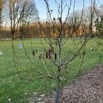 Alnus maximowiczii Hábito