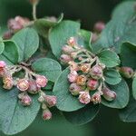Cotoneaster fangianus Flower