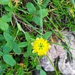 Trifolium badium Çiçek