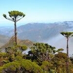 Araucaria humboldtensis Habitus