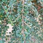 Cotoneaster horizontalis Blad