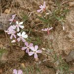 Phlox longifolia Vekstform