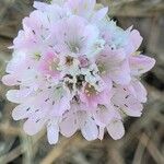 Armeria arenaria 花