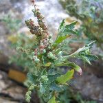 Chenopodium rubrum Hábito
