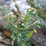 Chenopodium rubrum Tervik taim