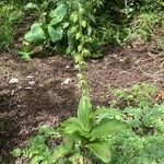 Epipactis helleborine Leaf