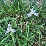 Iris douglasiana Flower