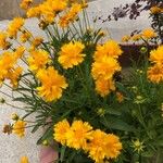 Coreopsis grandifloraKvět