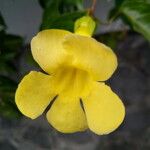 Macfadyena unguis-cati Květ