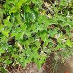 Pelargonium tomentosumLeaf