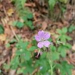 Geranium nodosumŽiedas