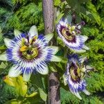 Passiflora caeruleaফুল