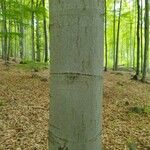 Fagus grandifolia 樹皮