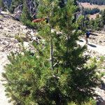 Pinus albicaulis Habitatea