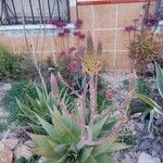 Aloe maculataFiore