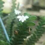 Angraecum distichum Flower