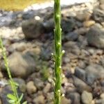 Crucianella latifolia Цвят
