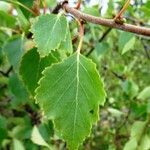 Betula humilis Folha