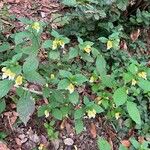 Impatiens urticifolia Habit