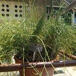 Ephedra foeminea Leaf