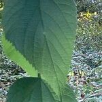 Celtis occidentalis Leaf