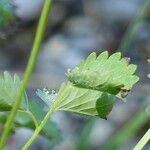 Sanguisorba verrucosa Lapas