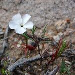 Linanthus dichotomus Habitatea