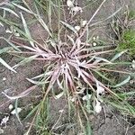 Echinochloa colonum Leaf