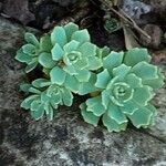 Rhodiola pachyclados Φύλλο