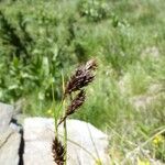 Carex frigida Mbuma