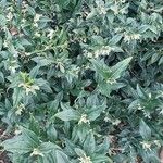 Sarcococca orientalis Folio