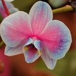 Phalaenopsis amabilis Other