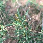 Ulex parviflorus Листок