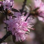 Rhododendron pubescens Flor