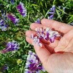 Vicia villosa Blodyn