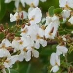 Baphia nitida Flower